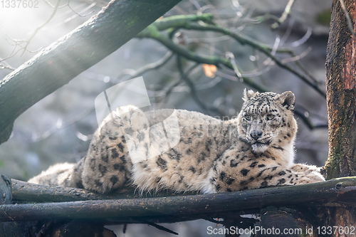 Image of beautiful white Snow Leopard cat, Irbis