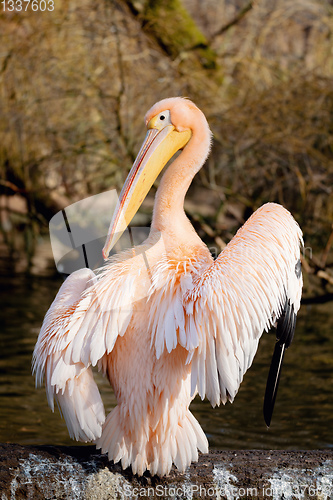 Image of Great White Pelican