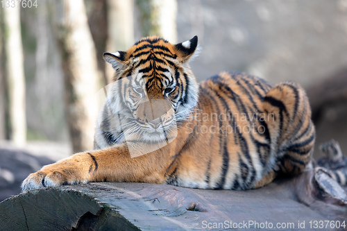 Image of Sumatran Tiger, Panthera tigris sumatrae