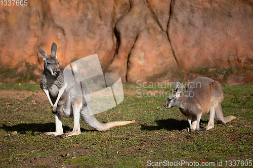 Image of Red kangaroo, Megaleia rufa