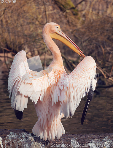 Image of Great White Pelican