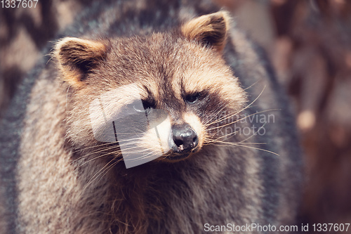 Image of portrait of North American raccoon