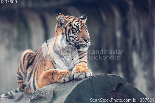 Image of Sumatran Tiger, Panthera tigris sumatrae