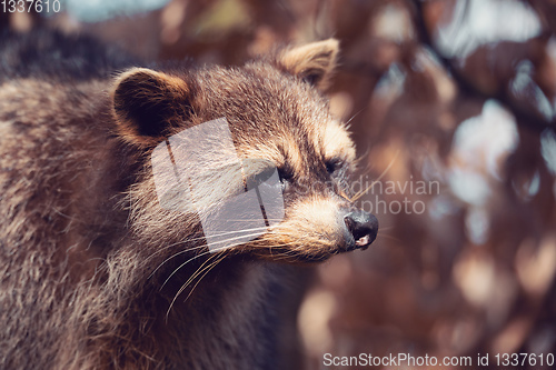 Image of portrait of North American raccoon