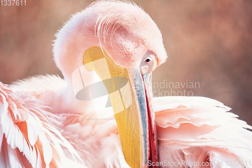 Image of Great White Pelican