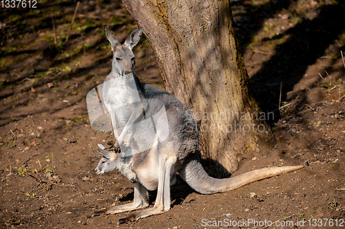 Image of Red kangaroo, Megaleia rufa