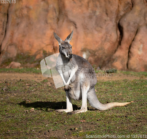 Image of Red kangaroo, Megaleia rufa