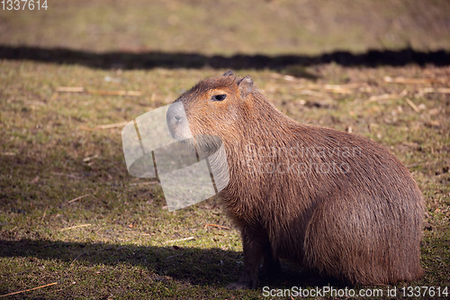 Image of Capybara, Hydrochoerus hydrochaeris