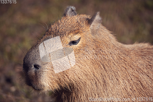 Image of Capybara, Hydrochoerus hydrochaeris