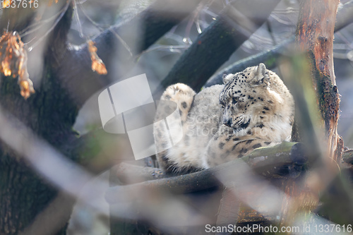 Image of beautiful white Snow Leopard cat, Irbis