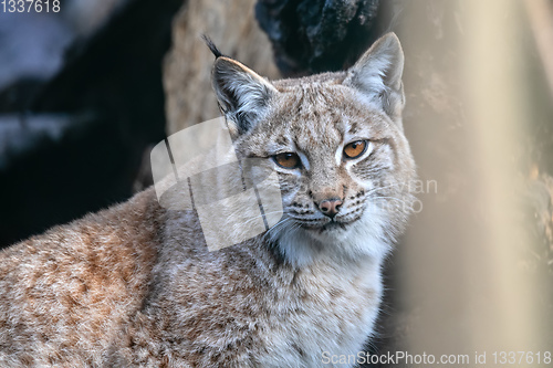 Image of Lynx Sitting In The Winter Forest