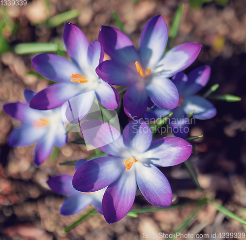 Image of spring flowers crocus in garden
