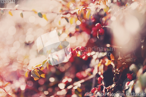 Image of autumn red gaultheria background