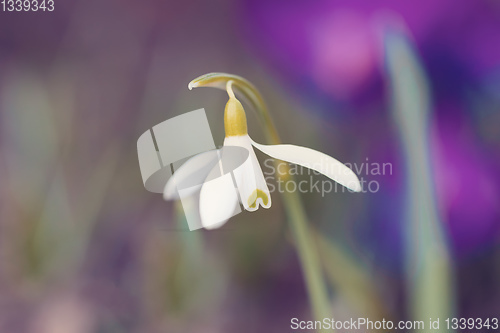 Image of spring flower Galanthus Snowdrop