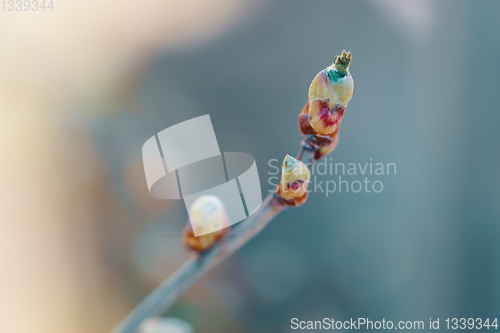 Image of tree twigs, buds natural backgroung