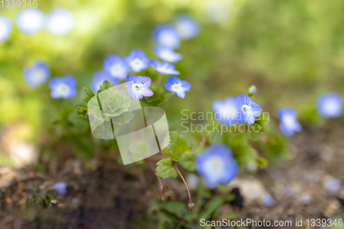 Image of Veronica persica flower or persian speedwell