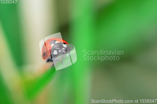 Image of Ladybug sitting on a green flower leaf