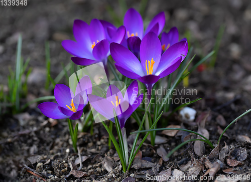 Image of spring flowers crocus in garden