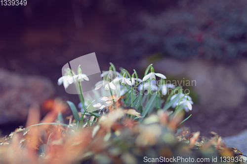 Image of spring flower Galanthus Snowdrop