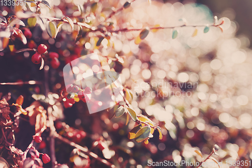 Image of autumn red gaultheria background