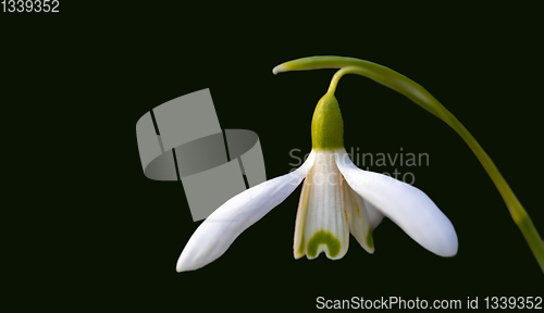 Image of spring flower Galanthus Snowdrop