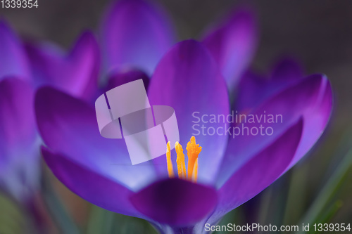 Image of spring flowers crocus in garden