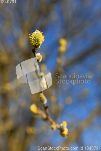 Image of blossomed sprig Weeping willow