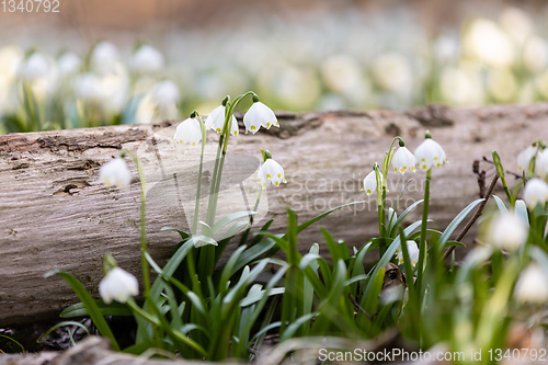 Image of white spring flowers snowflake Leucojum