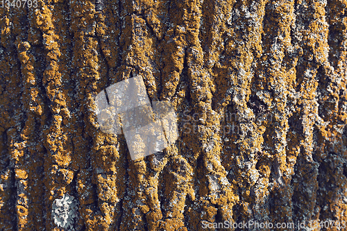 Image of Tree bark texture pattern