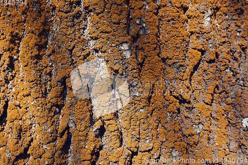 Image of Tree bark texture pattern