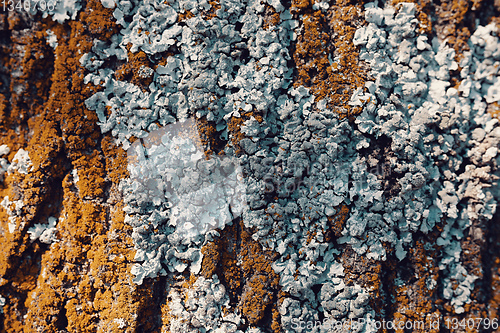 Image of Tree bark texture pattern