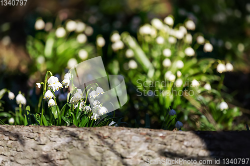 Image of white spring flowers snowflake Leucojum