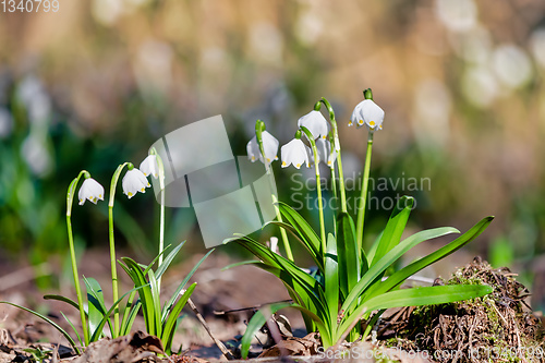 Image of white spring flowers snowflake Leucojum