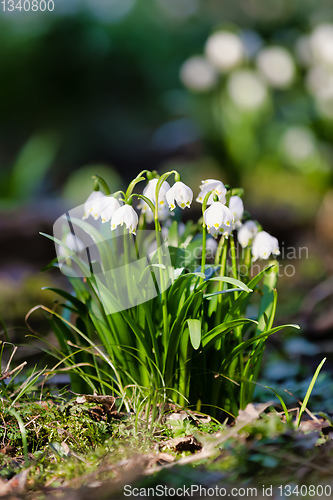 Image of white spring flowers snowflake Leucojum