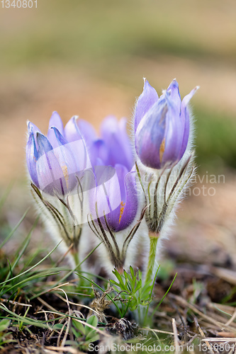 Image of Pulsatilla grandis Blooming on spring meadow