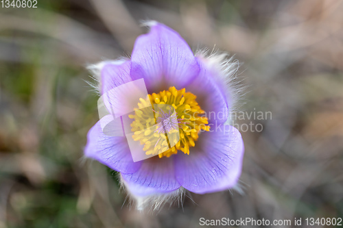 Image of Pulsatilla grandis Blooming on spring meadow