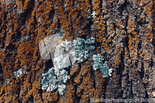 Image of Tree bark texture pattern