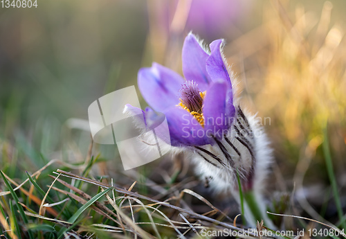 Image of Pulsatilla grandis Blooming on spring meadow