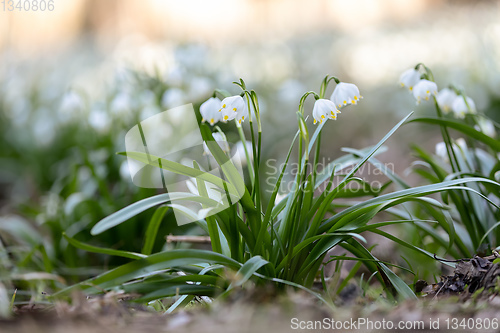 Image of white spring flowers snowflake Leucojum