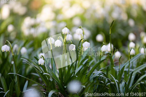 Image of white spring flowers snowflake Leucojum