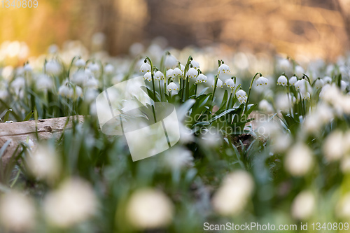 Image of white spring flowers snowflake Leucojum