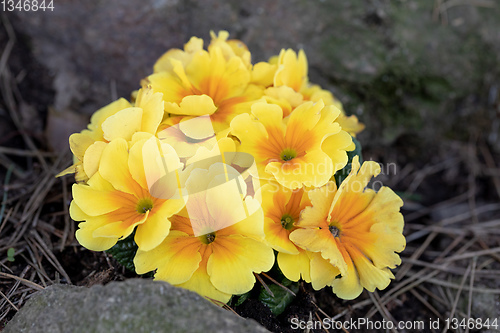 Image of Blooming yellow flower primula