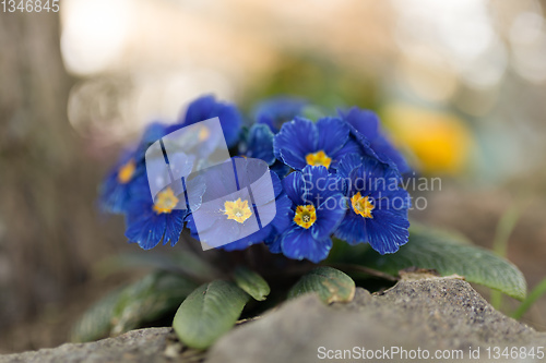 Image of Blooming blue flower primula