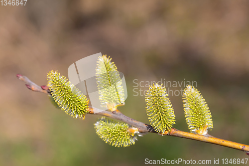 Image of blossomed sprig Weeping willow