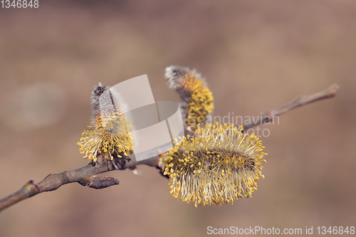 Image of blossomed sprig Weeping willow