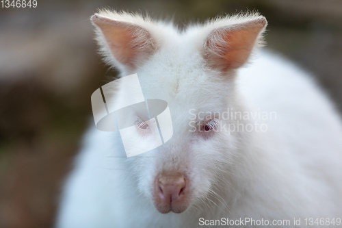 Image of Red-necked Wallaby white albino female