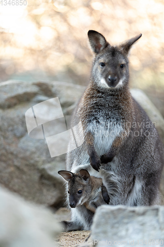 Image of Red-necked Wallaby with baby in bag