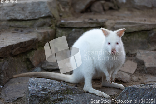 Image of Red-necked Wallaby white albino female