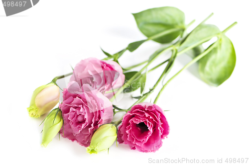 Image of Isolated pink flowers