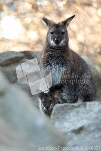 Image of Red-necked Wallaby with baby in bag